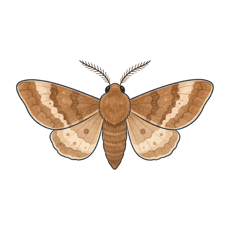 moth