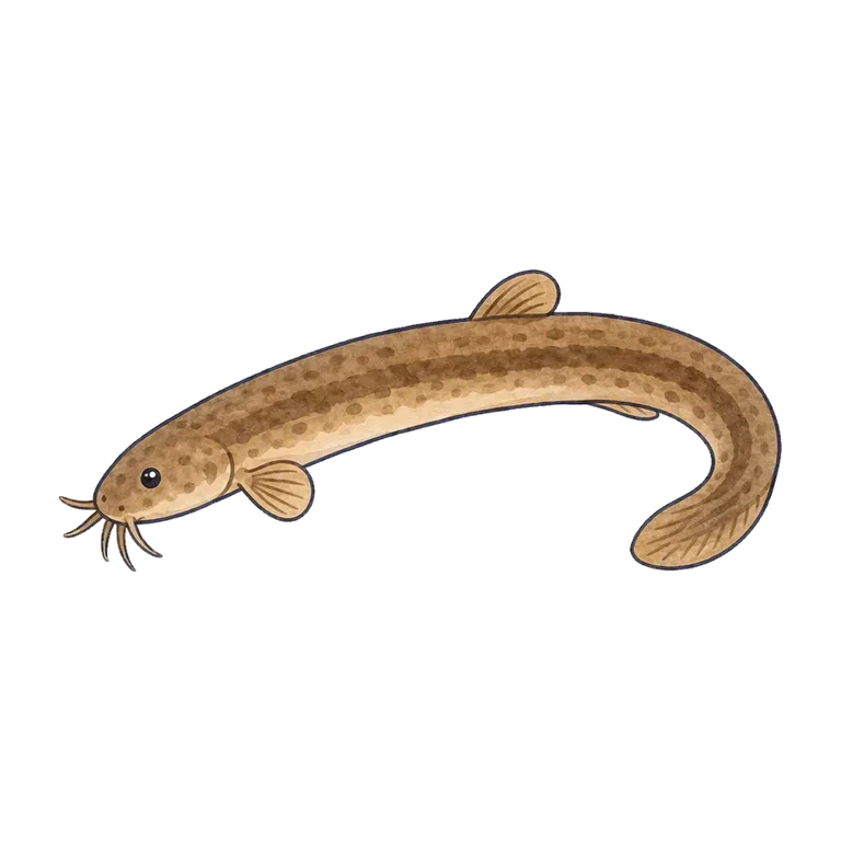 muddy loach