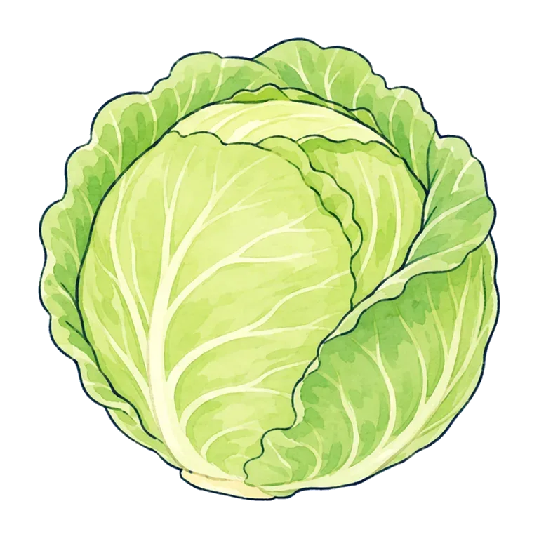 cabbage