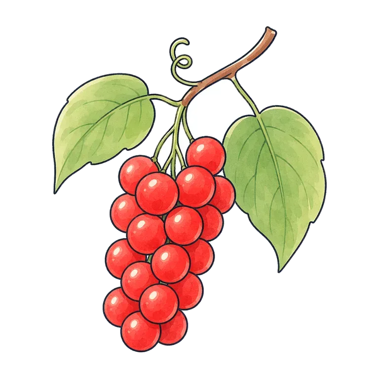 omija berry