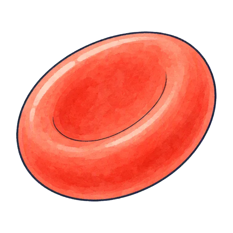 red blood cell