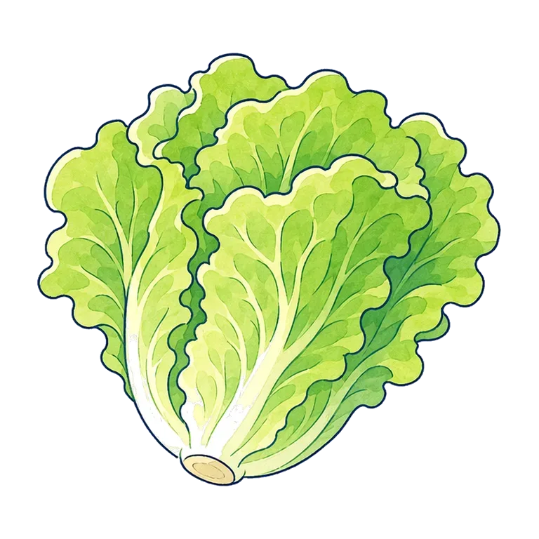 lettuce