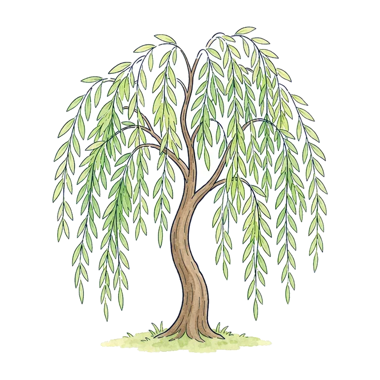 willow tree