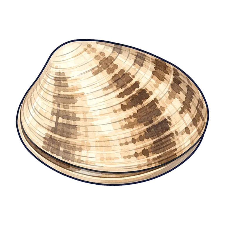 Manila clam