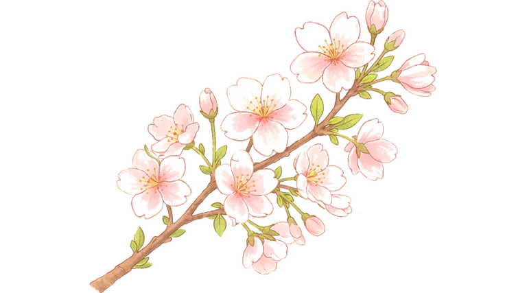 cherry blossom